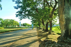 Acacia-lined pathway of VSU upper campus